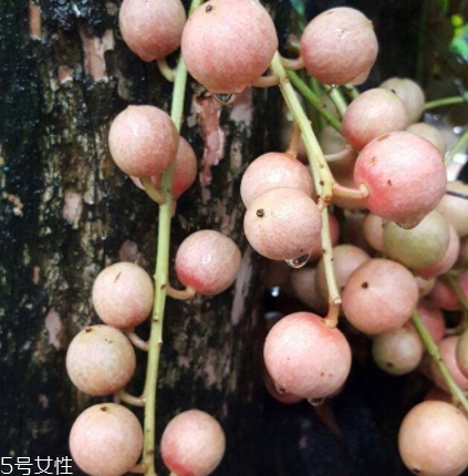 木奶果多少錢一斤？居然高達幾十元一斤
