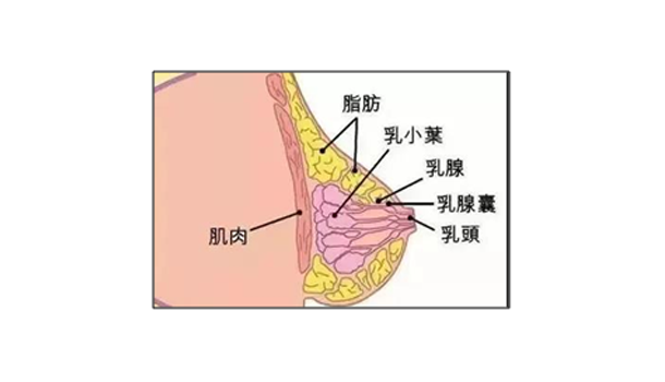 經常跑步小腿會變粗嗎 的確會越跑越粗