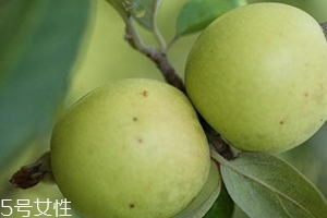 多依果的功效和營養