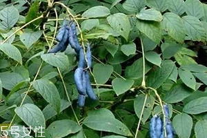 貓屎瓜的籽能吃嗎？