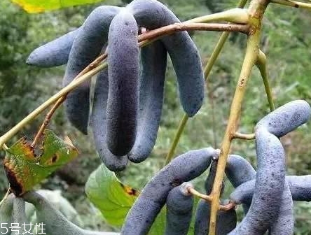 貓屎瓜的籽能吃嗎？