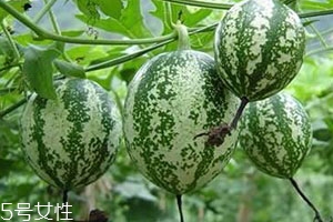 吊瓜的營養價值 吊瓜的功效與作用