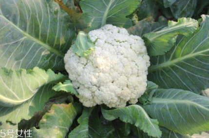 花椰菜吃的是什么部位？花苞部位最營養(yǎng)