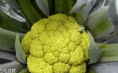 花菜在冰箱能放幾天？不要超過7天