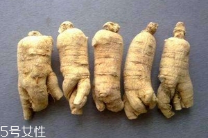 西洋參會回奶嗎？不用擔心這個問題