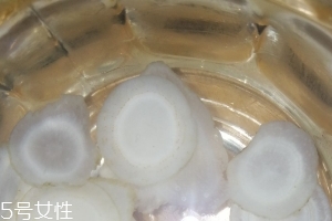 西洋參治什么病？西洋參功效強大