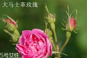大馬士革玫瑰和平陰玫瑰哪個好？