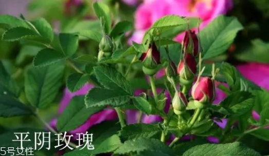 大馬士革玫瑰和平陰玫瑰哪個好？