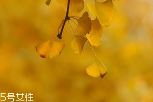 銀杏膠囊主要治什么??？