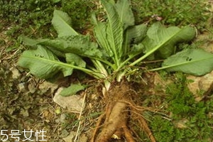 土大黃與大黃的區別 三個方面
