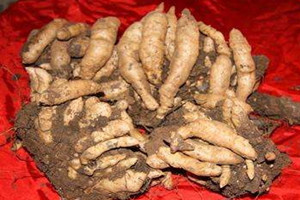 天麻發霉了還能吃嗎 建議不要食用