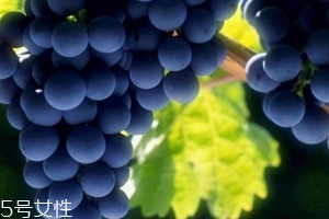 葡萄籽會發胖嗎？不會發胖