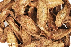 牛蒡茶是什么做的？牛蒡茶是樹根嗎？