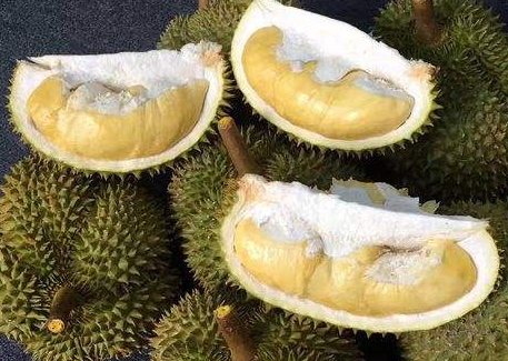 甲侖榴蓮是哪里的特產 甲侖榴蓮的產地