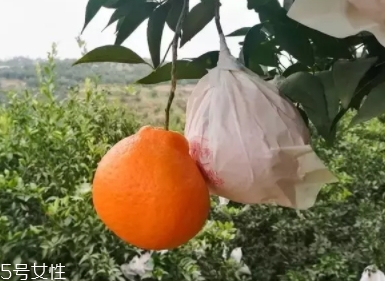 耙耙柑的功效與作用 耙耙柑營養