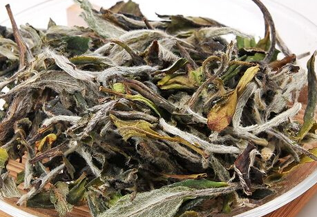 白茶什么季節喝好 白茶的最佳飲用時間