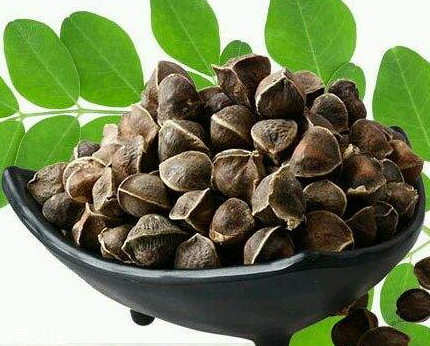 辣木籽能治口臭嗎？口臭吃辣木籽好嗎？