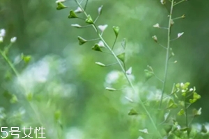 地菜花薺菜花煮雞蛋上午吃還是下午吃？