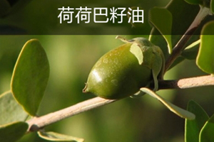 荷荷巴油可以豐胸嗎？荷荷巴油豐胸手法