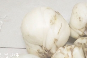 新鮮百合能種嗎？新鮮百合好種植嗎？