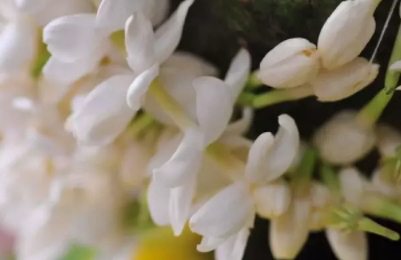 茉莉精油多少錢一瓶？茉莉精油為什么貴