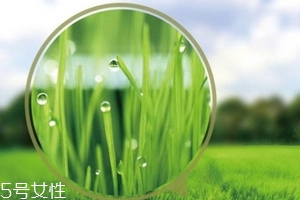 大麥若葉青汁會(huì)過敏嗎？