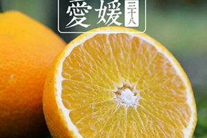 愛媛38號是橙子還是橘子？愛媛38號適合哪里種植？