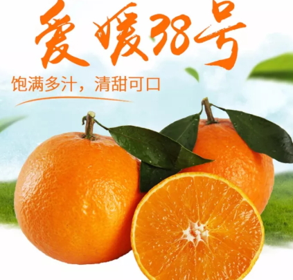 愛媛38號是橙子還是橘子？愛媛38號適合哪里種植？