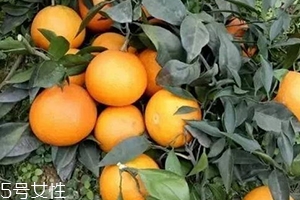 愛媛38號與沃柑哪個好吃？愛媛38號與沃柑對比
