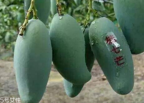 桂七芒果畝產量多少 芒果種植的最佳季節
