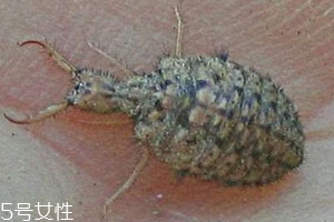 沙牛怎么養殖 沙?？梢匀斯ゐB殖嗎