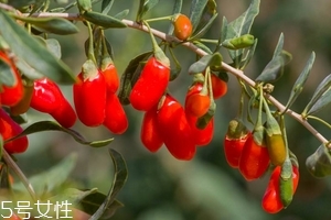 枸杞是發(fā)物嗎？枸杞屬于發(fā)物嗎？