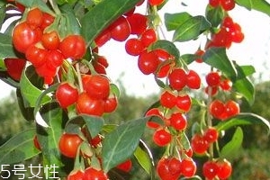 枸杞是大的好還是小的好？枸杞買大還是買小？