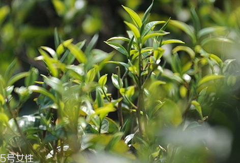 昔歸古樹茶有哪些特點(diǎn) 昔歸古樹茶價格