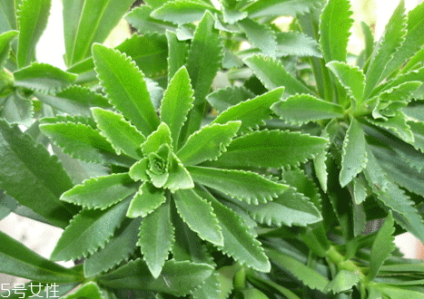 高鈣菜多少錢一斤 高鈣菜的營養價值