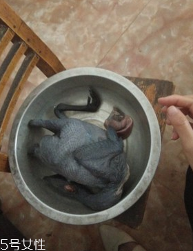 烏骨雞是烏雞嗎？烏骨雞是什么雞？