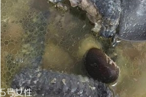 烏雞是發物嗎？烏雞屬于發物嗎？