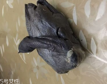 烏雞是熱性還是涼性？烏雞偏熱還是偏涼？