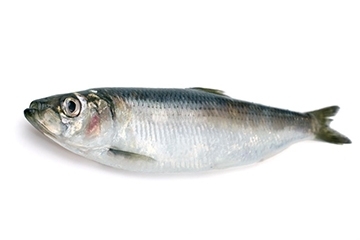 青魚是淡水魚還是海魚？青魚是淡水魚嗎？