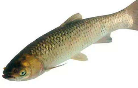 青魚是淡水魚還是海魚？青魚是淡水魚嗎？