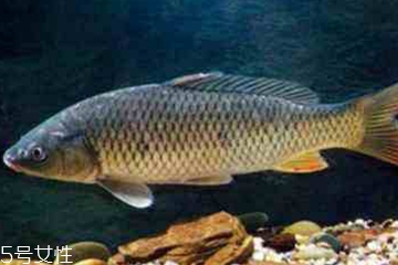 青魚(yú)是發(fā)物嗎？吃青魚(yú)會(huì)過(guò)敏嗎？