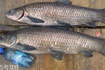青魚(yú)是發(fā)物嗎？吃青魚(yú)會(huì)過(guò)敏嗎？