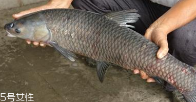 青魚怎么養殖?青魚好養嗎？
