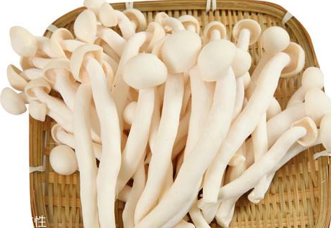 白玉菇的營(yíng)養(yǎng)價(jià)值 白玉菇有什么營(yíng)養(yǎng)？