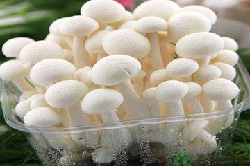 白玉菇為什么是苦的？白玉菇怎么會苦？