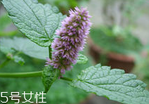 藿香能多吃嗎？藿香吃多了會怎樣？
