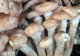 榛蘑是蘑菇嗎？榛蘑是什么蘑菇？