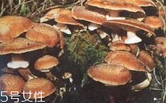 榛蘑是蘑菇嗎？榛蘑是什么蘑菇？