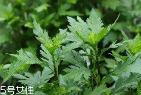 菊花腦是溫性還是涼性？菊花腦是涼性嗎？