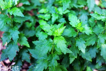 菊花腦的種植 菊花腦怎么種？